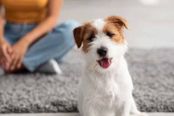 Adorable small dog jack russel terrier looking at camera - Photo, Image
