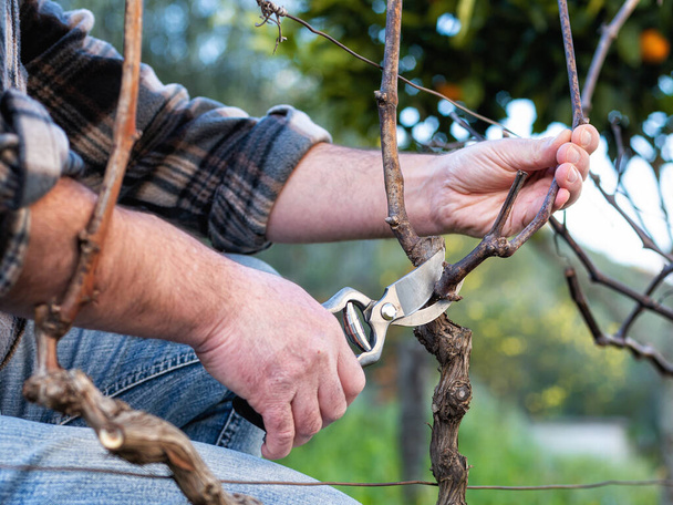 Close-up of a winegrower hand. Prune the vineyard with professional steel scissors. Traditional agriculture. - Foto, Imagem
