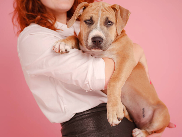 piękna ruda kobieta ze słodkim szczeniakiem American Staffordshire Terrier mają dobre relacje, izolowane na różowym tle. Koncepcja opieki, edukacji, szkolenia posłuszeństwa, wychowywania zwierząt domowych - Zdjęcie, obraz