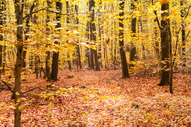 las bukowy jesienią z ładnymi złotymi kolorami - Zdjęcie, obraz