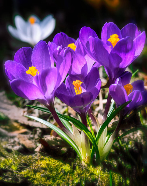 Makró lila crocus virágok - Fotó, kép