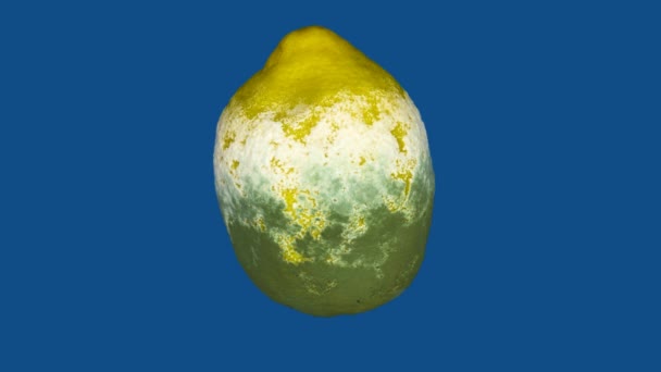 Rotating time lapse Isolated lemon with penicillium digitatum mold blue, green, white color on blue background - Footage, Video
