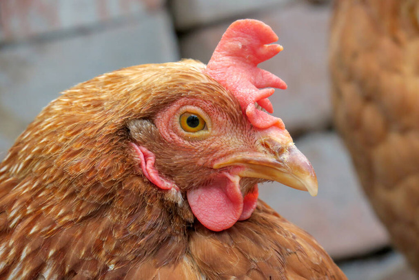 Red domestic chicken on the farm - Photo, Image