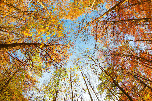 The low angle view of the trees in the autumn forest under the blue sky - Foto, immagini