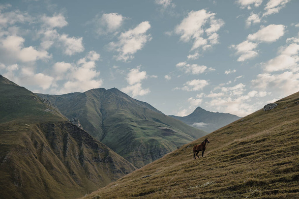 A brown horse in a meadow in the mountains - Foto, afbeelding