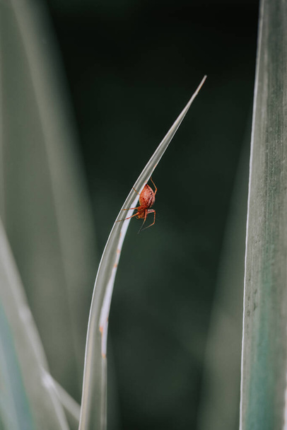 A vertical shot of a tiny spider on a grass - Foto, afbeelding