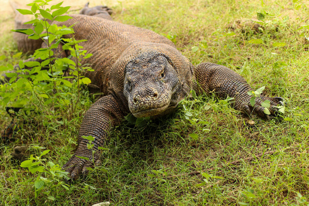 close up of Komodo dragon on the ground and the grass in Komodo National Park. - Photo, Image