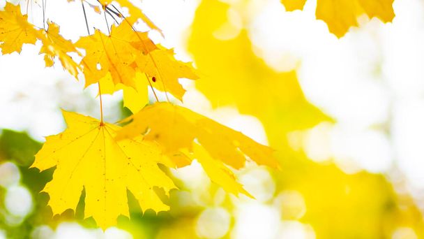 Yellow maple. Maple leaves on a blurred background. Autumn background. Copy space - Photo, Image