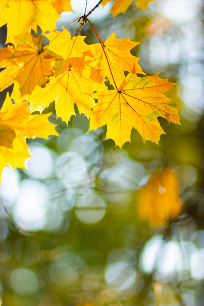 Bright yellow maple leaves. Fall season outdoor background. Colorful autumn maple leaves on a tree branch. Copy space - Φωτογραφία, εικόνα