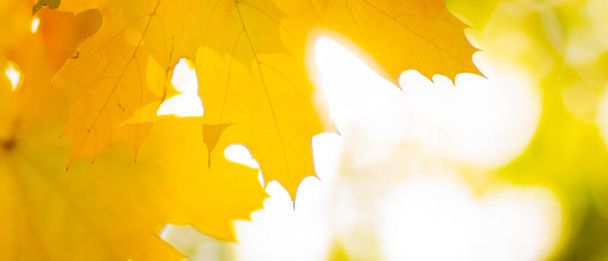 Autumn yellow leaves. Autumn colorful background, fall backdrop. Golden autumn concept - Valokuva, kuva