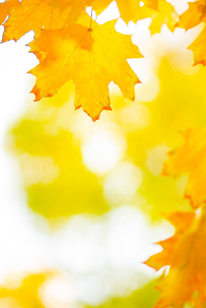Autumn yellow leaves. Autumn colorful background, fall backdrop. Golden autumn concept - 写真・画像