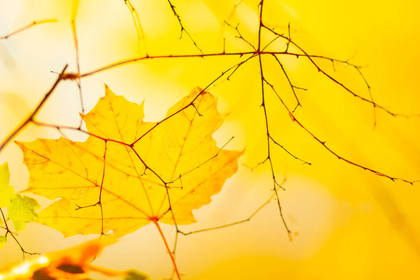 Autumn yellow leaves. Autumn colorful background, fall backdrop. Golden autumn concept - Valokuva, kuva