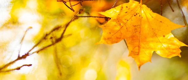 Beautiful maple leaves in autumn sunny day. Yellow leaves in autumn park on blurred background - Foto, Imagen