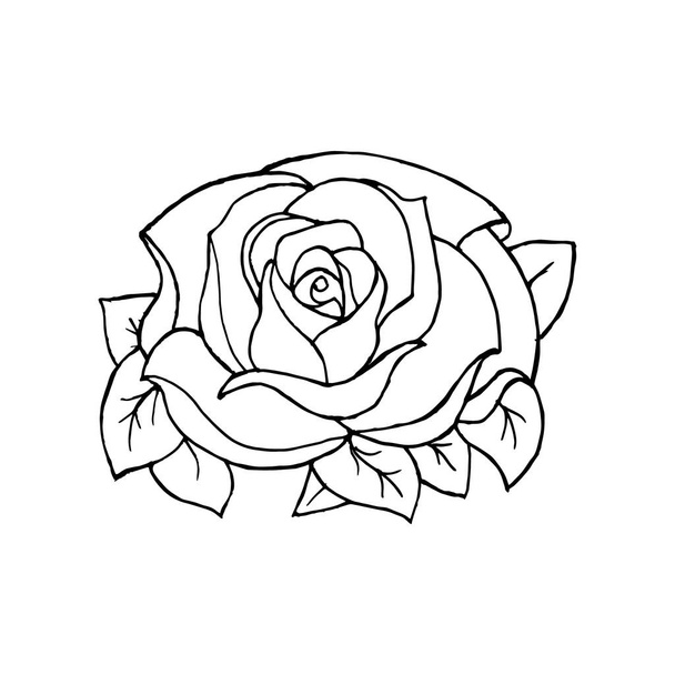 illust, contorno de la rosa dibujada, para las tarjetas, carteles, patrones, banderas - Vector, Imagen