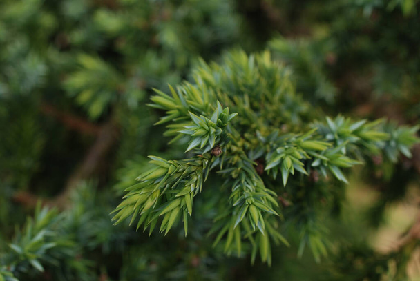 A selective closeup of the Juniper plant branches - Photo, image