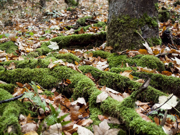 A closeup shot of tree roots covered in moss in a forest - Foto, immagini