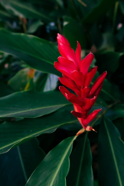 Red Guzmania with long green leaves outdoors, Bromeliceae family. Close up photo - Photo, Image