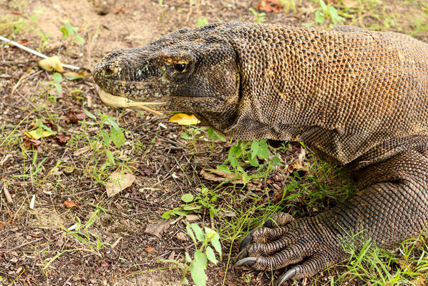 close up of Komodo dragon on the ground and the grass in Komodo National Park. - Photo, Image
