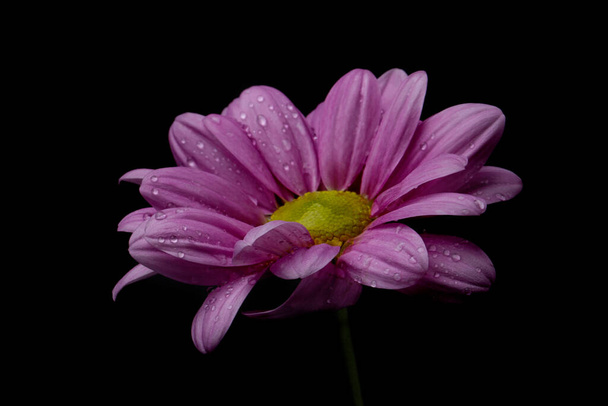 Pink chrysanthemum flower with water drops on a black background. - Fotó, kép