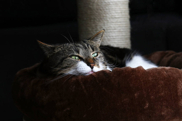 Un petit chat dort sur un poteau à gratter avec un lit en peluche - Photo, image