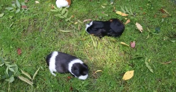 Braune weiße Meerschweinchen als Haustiere - Filmmaterial, Video