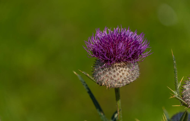 Green fresh background with violet thistle in summer sunny hot day - Photo, Image
