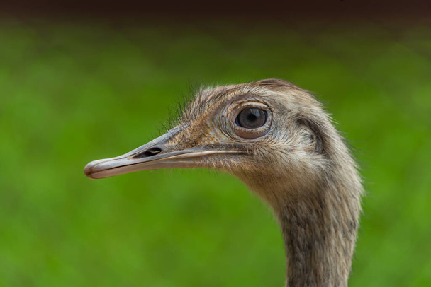 Emu bird head with green background in summer color fresh day - Foto, afbeelding