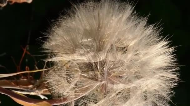 Pelyhes mag feje pitypang, mint a virág nevű kecskeszakáll - Felvétel, videó