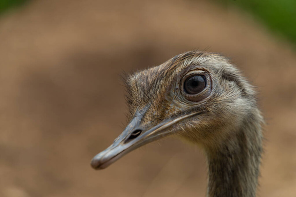 Emu bird head with brown background in summer color fresh day - Фото, изображение