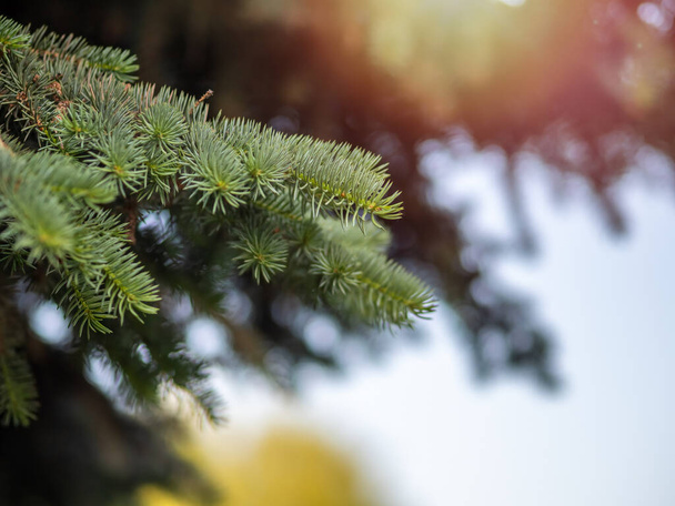 Fir branches with fresh shoots in spring. Young green shoots of spruce in the spring. Spruce branches on a green background. Young growing fir tree sprouts on branch in spring forest. - Photo, image