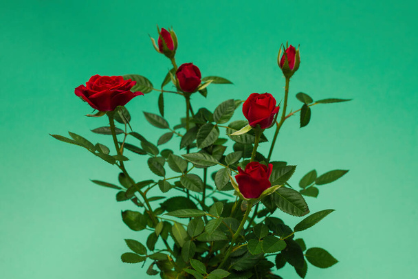 Červené růže v květináči na zeleném pozadí. Kopírovat prostor. - Fotografie, Obrázek
