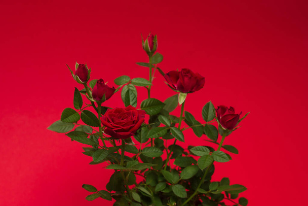 Červené růže v květináči na červeném pozadí. Kopírovat prostor. - Fotografie, Obrázek