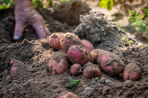 Eine Handvoll frisch gegrabener roter Kartoffeln liegt auf dem Boden. Die Hände graben die Knollen der Kartoffeln aus. Hände einer Seniorin verschwimmen in Bewegung. Selektiver Fokus. - Foto, Bild
