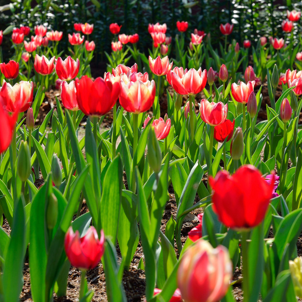 λουλούδι της πανέμορφης κόκκινης τουλίπας, τουλίπα στον τομέα κήπων - Φωτογραφία, εικόνα