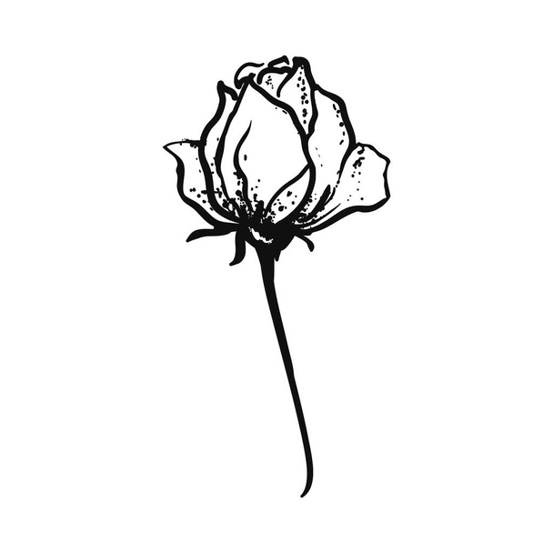 Hand drawing rose flower. A sketch of a rose. - Wektor, obraz