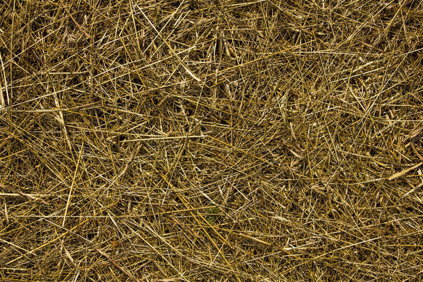 herbe sèche jaune repose sur le sol uniformément. texture de surface naturelle - Photo, image