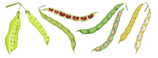 Set di icone isolate di fagioli, baccelli verdi e gialli aperti o chiusi con semi e piselli rossi e bianchi. Verdura naturale - Vettoriali, immagini