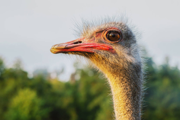 Avestruz em uma avestruz cabeça de fazenda e pescoço close-up. - Foto, Imagem