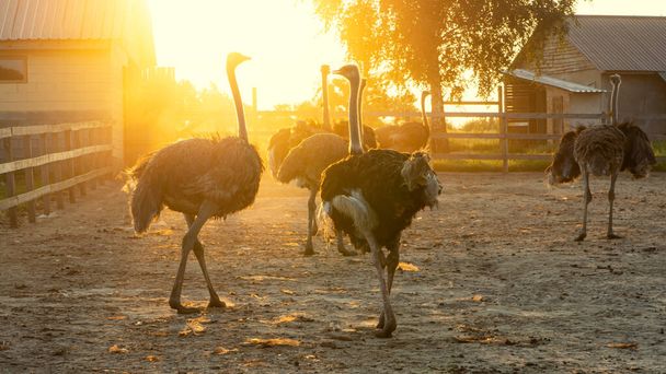 Grote struisvogels verlicht door de zon op een struisvogelboerderij - Foto, afbeelding