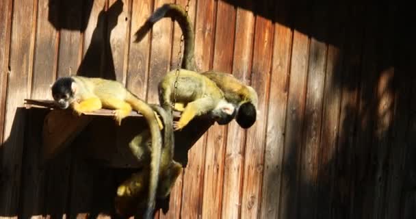 Squirrel Monkeys are climbing in the trees - Footage, Video