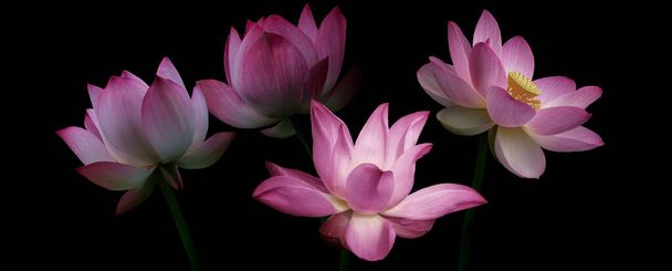 Pink lotus flowers, isolated on black background. Object with clipping path - Фото, зображення