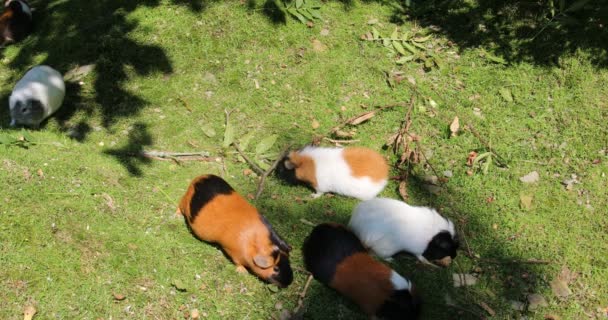 brown white guinea pigs as pets - Footage, Video