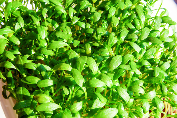 Fresco verde agrião vegetal saudável culinária
 - Foto, Imagem
