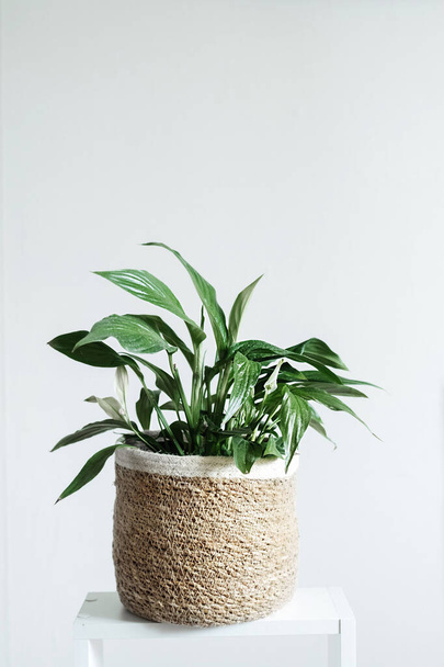 green house plant spathiphyllum in a stylish wicker planter on a white background. landscaping of the house. an unpretentious plant. vertical content, selective focus - Zdjęcie, obraz
