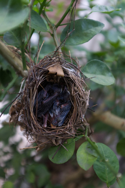 Две молодые птицы, спящие в гнезде. - Фото, изображение