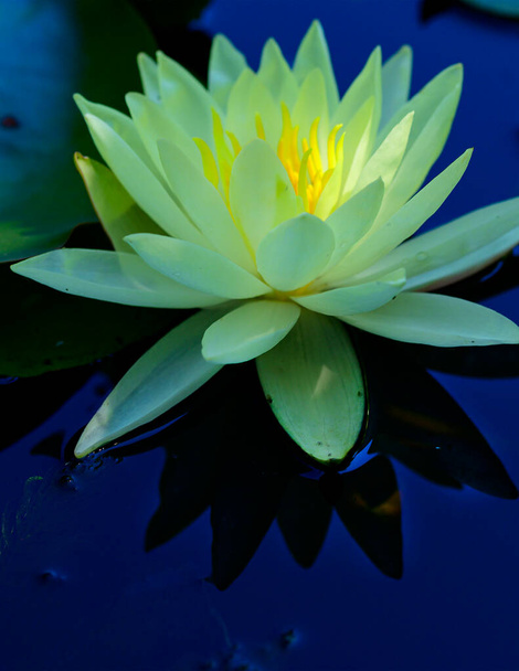 beautiful white lotus flower in the pond - Foto, imagen