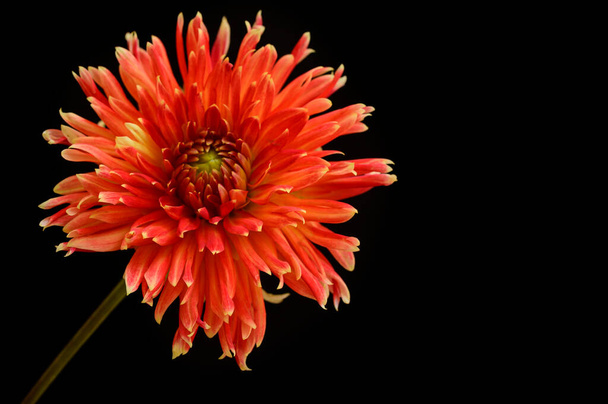 Hermosa flor roja, vista cercana
 - Foto, imagen