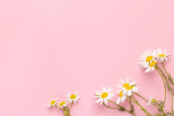 Chamomile flowers on pink background .Daisies background with copy space . Summer background.Chamomile field top view - Foto, Imagen