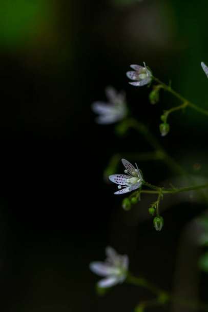 Saxifraga bronchialis flor na floresta - Foto, Imagem