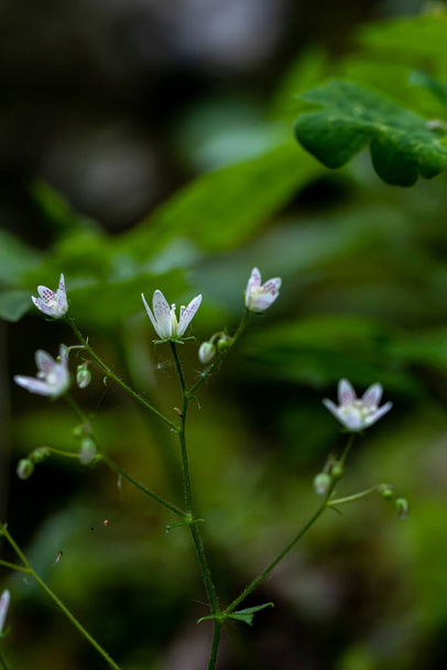 Saxifraga bronchialis fleur poussant en forêt, macro - Photo, image